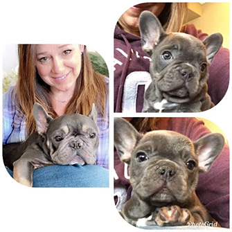 bluehaven french bulldog