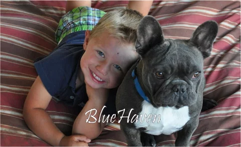 black bull dog