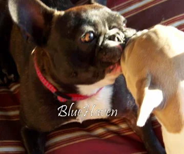 WhyFrenchBulldog