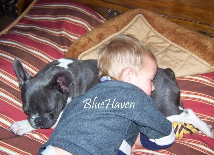 WhyFrenchBulldog