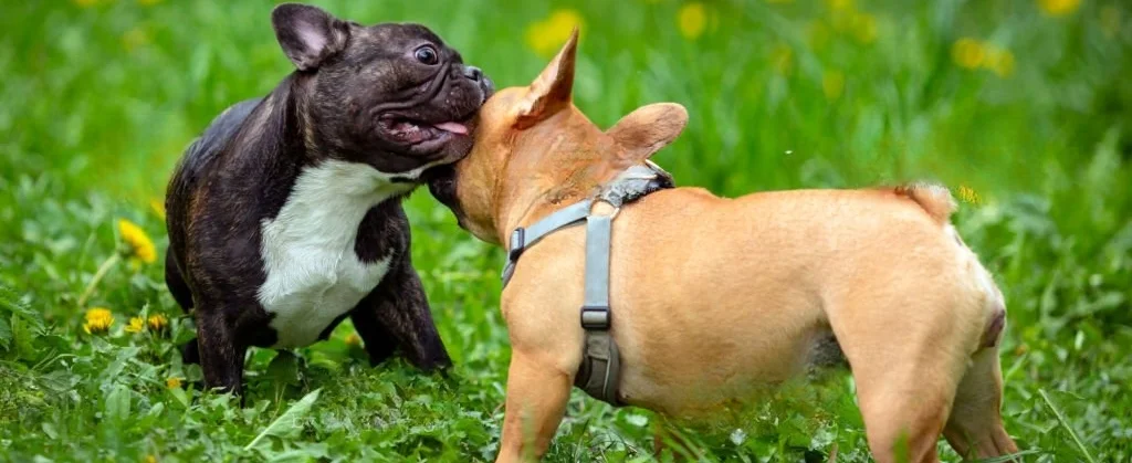 Two Bulldogs
